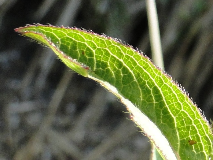Pentanema hirtum (=Inula hirta) / Enula scabra